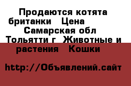 Продаются котята британки › Цена ­ 1 000 - Самарская обл., Тольятти г. Животные и растения » Кошки   